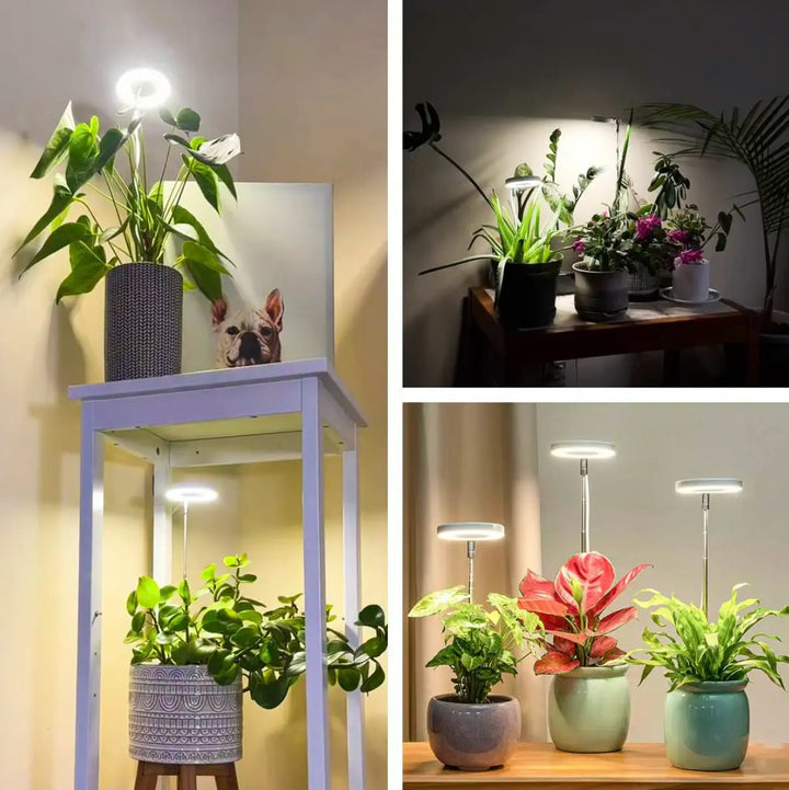 Iliana - Lampe horticole LED réglable